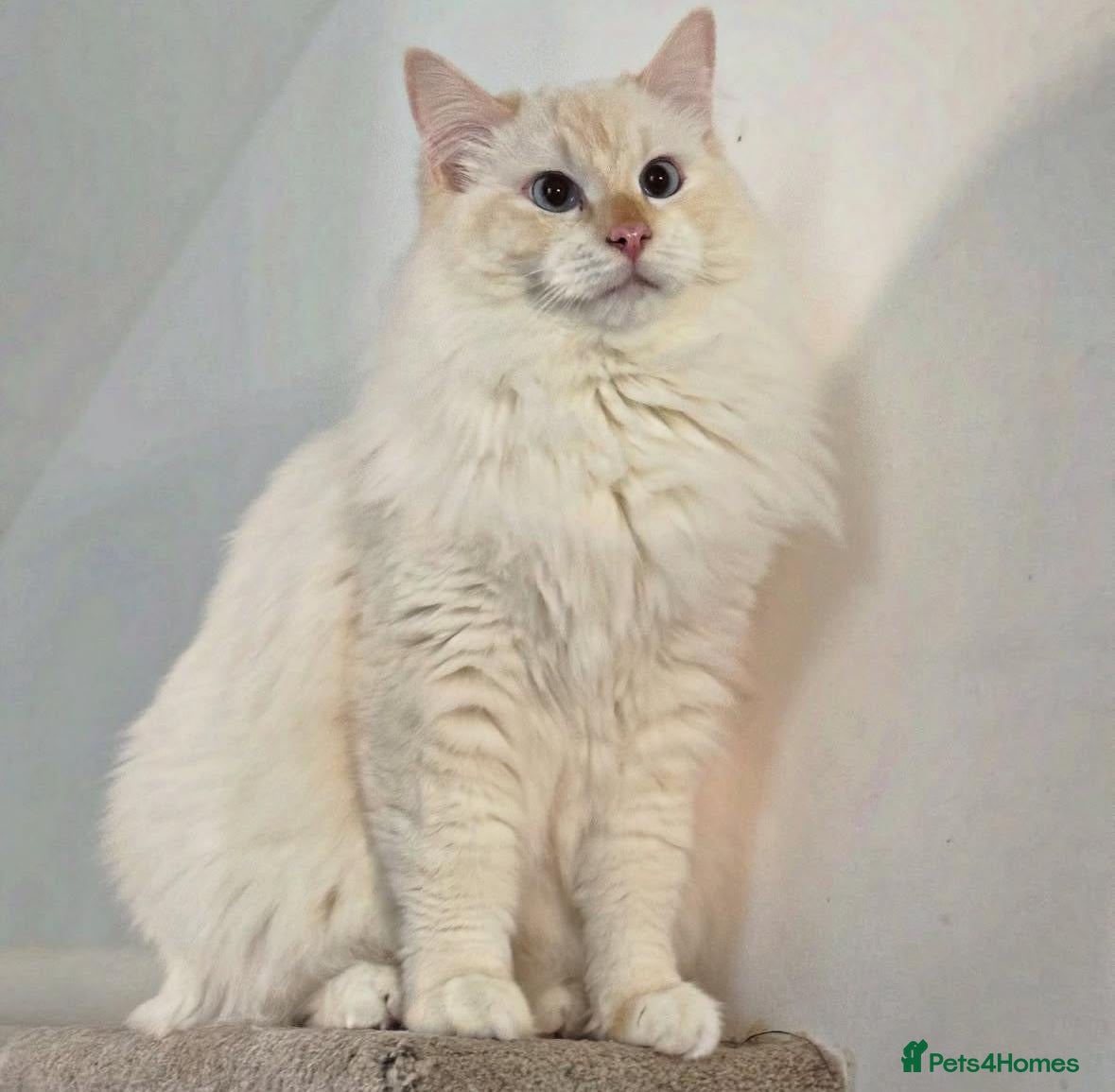 Ragdoll cats Beautiful Red GCCF Registered Male - Advert 4