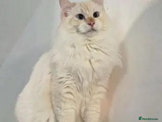 Ragdoll cats Beautiful Red GCCF Registered Male - Advert 4