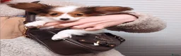 Papillon dogs for sale: HEALTH TESTED Papillon & Phalene  - Advert 17