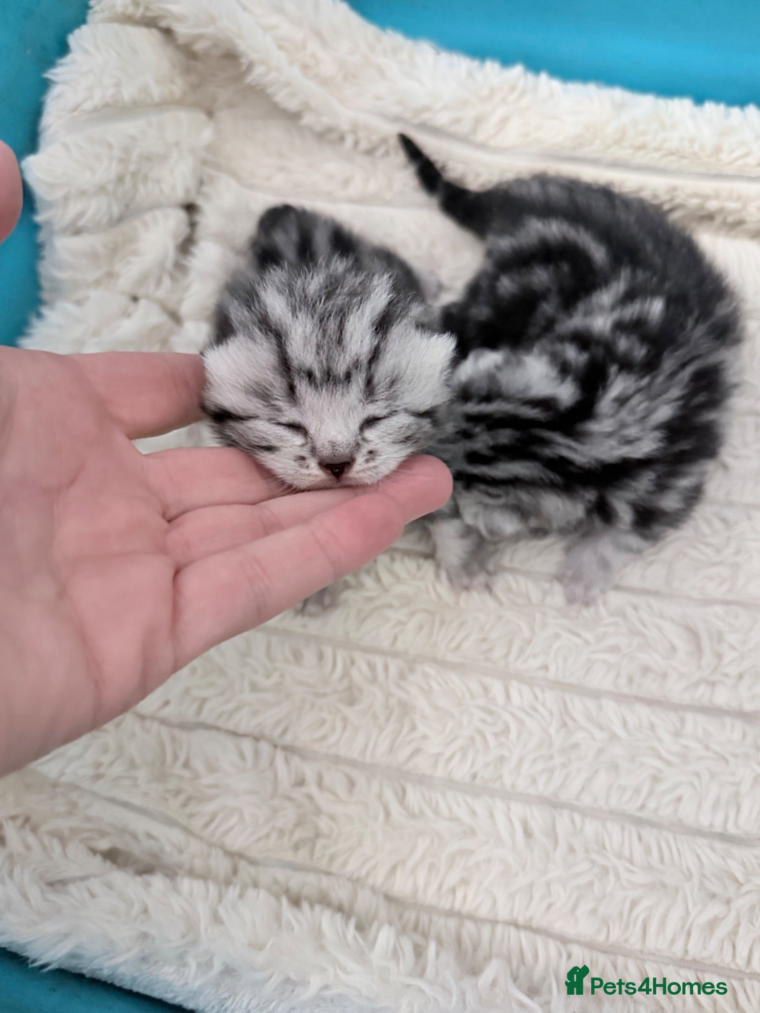 British Shorthair cats GCCF British shorthair silver tabby kittens  - Advert 2