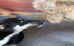 Mixed Breed dogs for adoption: GIZMO - a Lovely young boy for a Loving Home - Image 4