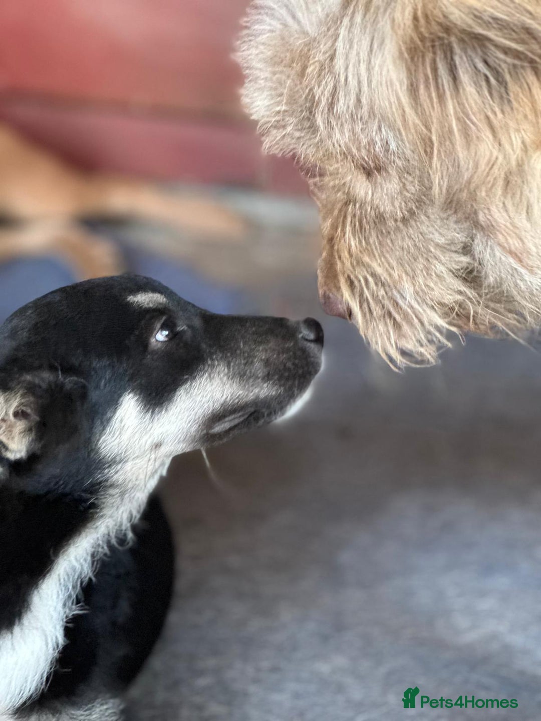 Mixed Breed dogs for adoption: GIZMO - a Lovely young boy for a Loving Home - Image 4