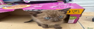 Mixed Breed Kitten 3
