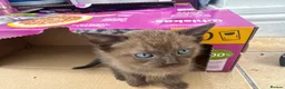 Mixed Breed cats for sale: 4 Lovely Kittens in Manchester - Advert 5
