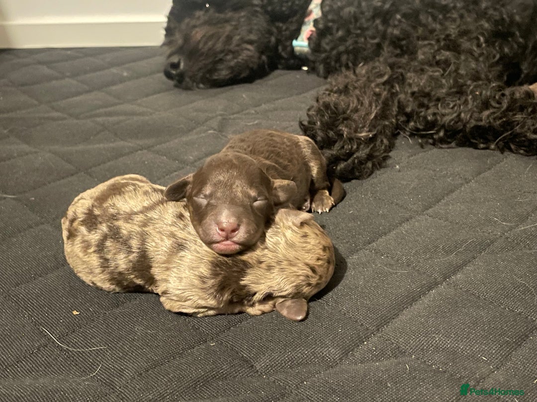 Cockapoo dogs for sale: F1bb Cockapoo puppies - Image 5