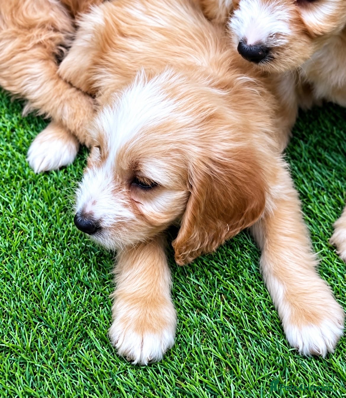 Cockapoo dogs Beautiful Cockerpoo Puppies  🐾 - Advert 6