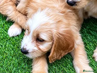 Cockapoo dogs Beautiful Cockerpoo Puppies 🐾 - Advert 6