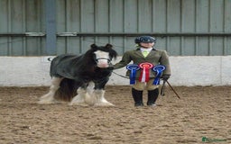 Irish Cob horses for sale: 12:3 traditional gypsy cob  - Image 4