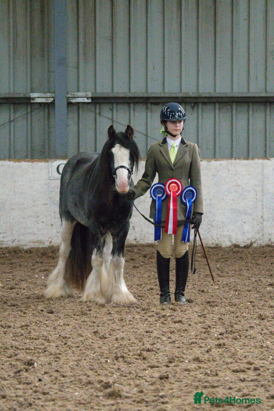 Irish Cob horses for sale: 12:3 traditional gypsy cob  - Image 4