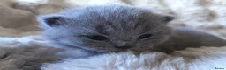 British Shorthair cats for sale: Gccf registered blue BSH kittens - Advert 35
