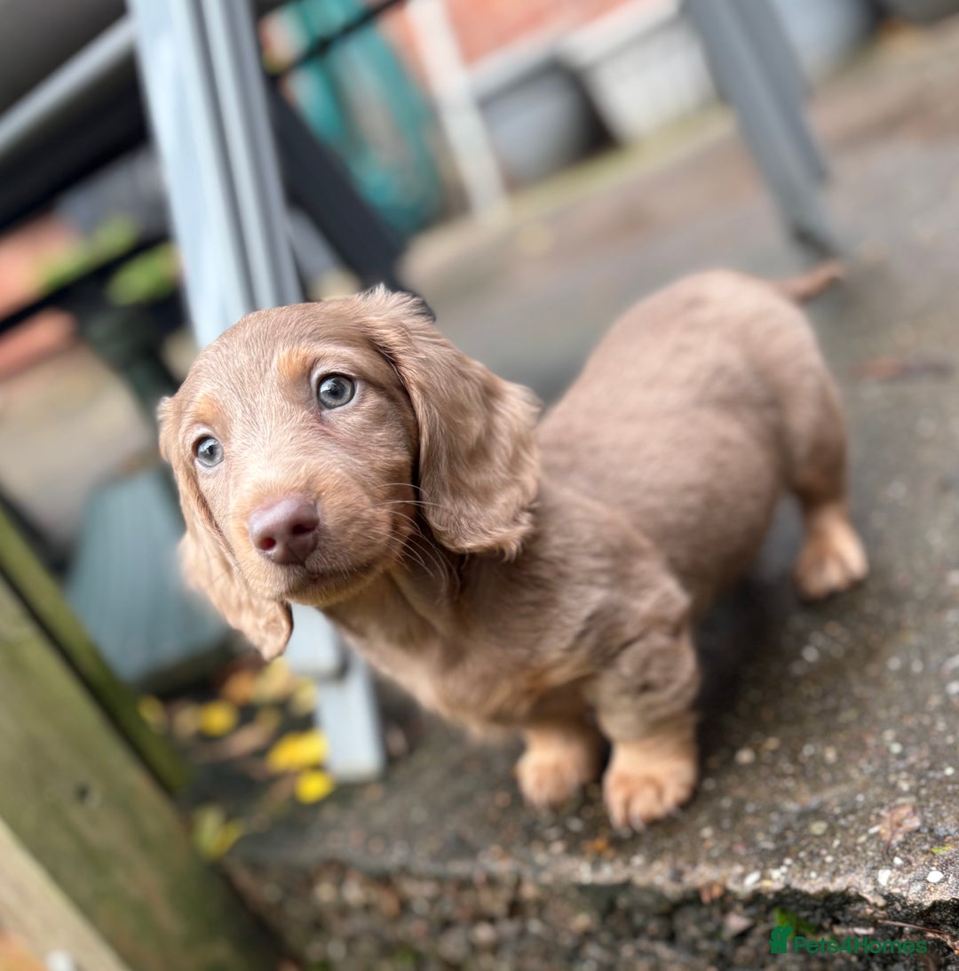 Miniature Dachshund dogs for sale: Beautiful long haired miniature dachshund male - Image 3