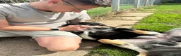 Mixed Breed dogs for adoption: Aspen is in emergency kennels - Advert 2