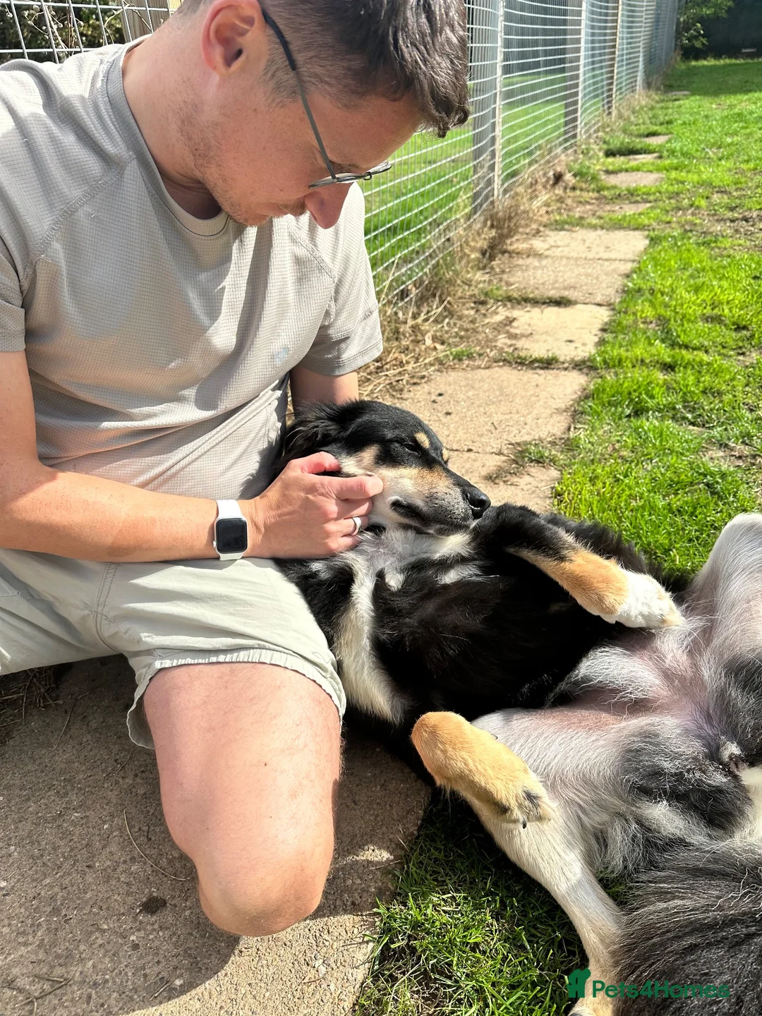 Mixed Breed dogs for adoption: Aspen is in emergency kennels - Advert 2