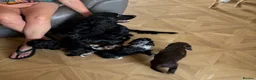 Cocker Spaniel dogs for sale: Cocker spaniels puppies for sale  - Advert 1