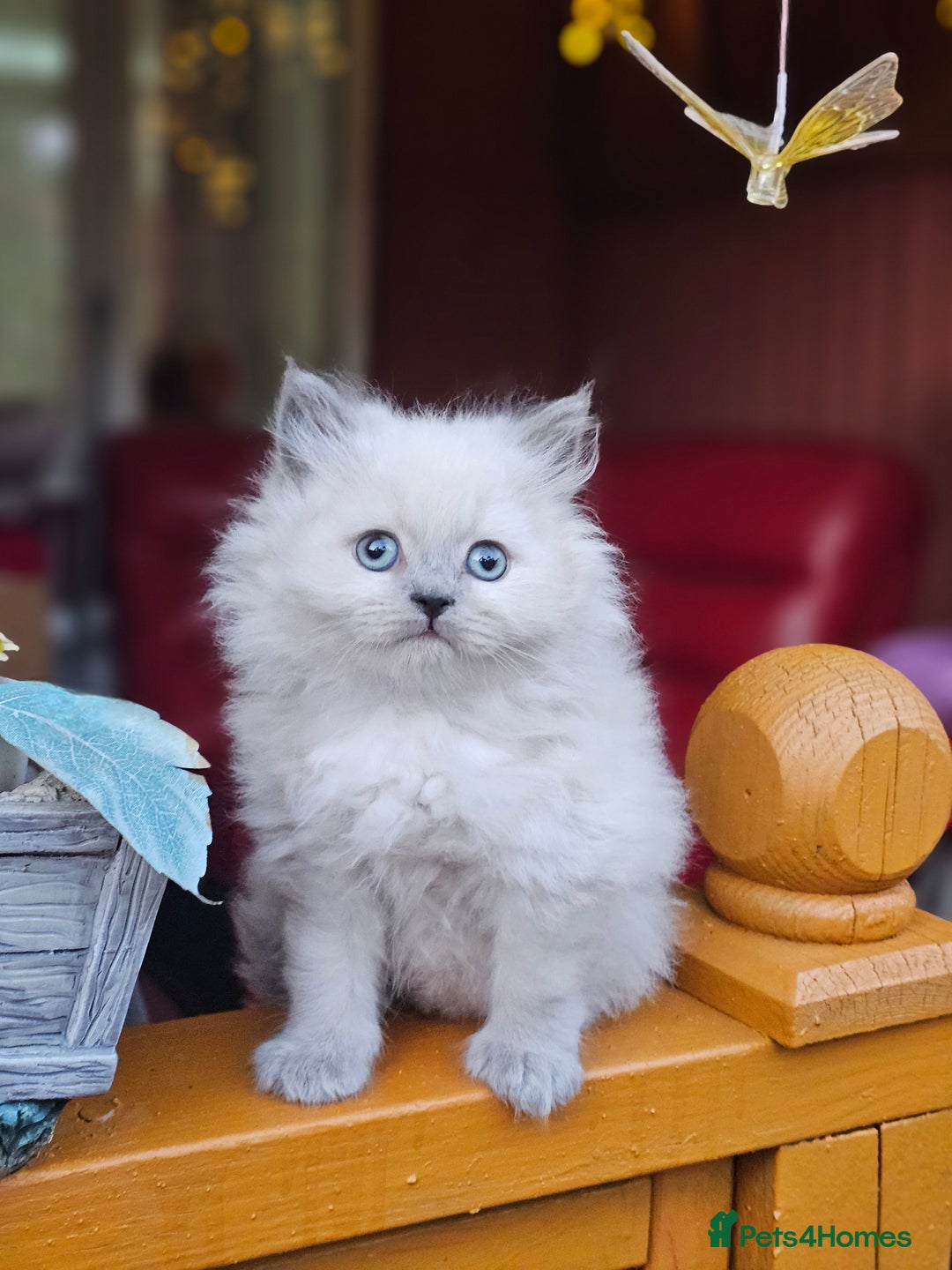 British Shorthair cats for sale: Last 4 male British Short-hair/long hair kittens  - Image 16