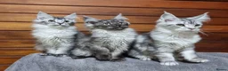 Maine Coon cats for sale: Maine Coon GCCF pedigree registered kittens - Advert 31