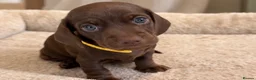 Miniature Dachshund dogs for sale: Miniature Smooth-Haired Dachshund Puppies Puppies in Oxford - Advert 2