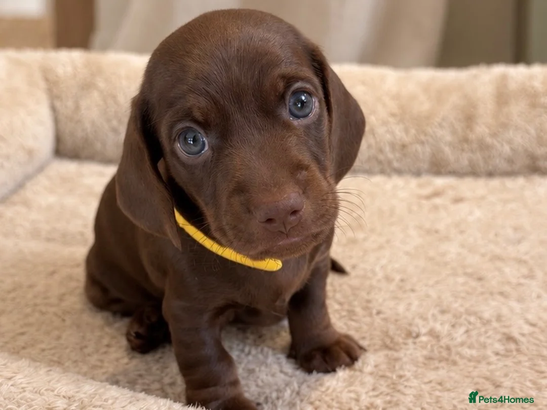 Miniature Dachshund dogs for sale: Miniature Smooth-Haired Dachshund Puppies Puppies in Oxford - Advert 2