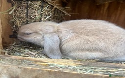 Mini Lop rabbits for sale: Beautiful mini lop bucks and does available  - Image 4
