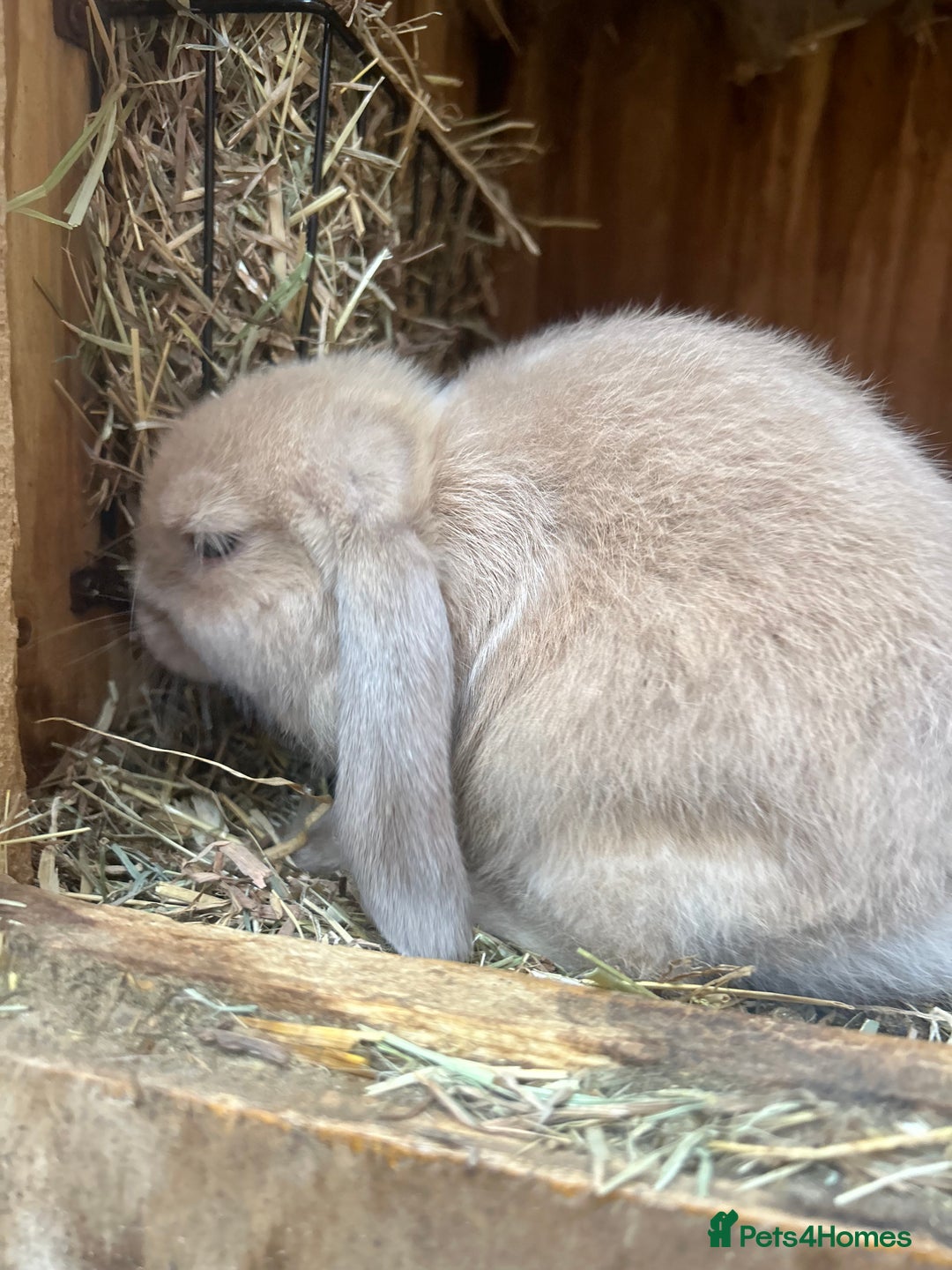 Mini Lop rabbits for sale: Beautiful mini lop bucks and does available  - Image 4