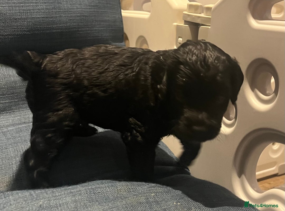 Cavapoo dogs for sale: ONLY our clever little Ricki left!  - Image 12