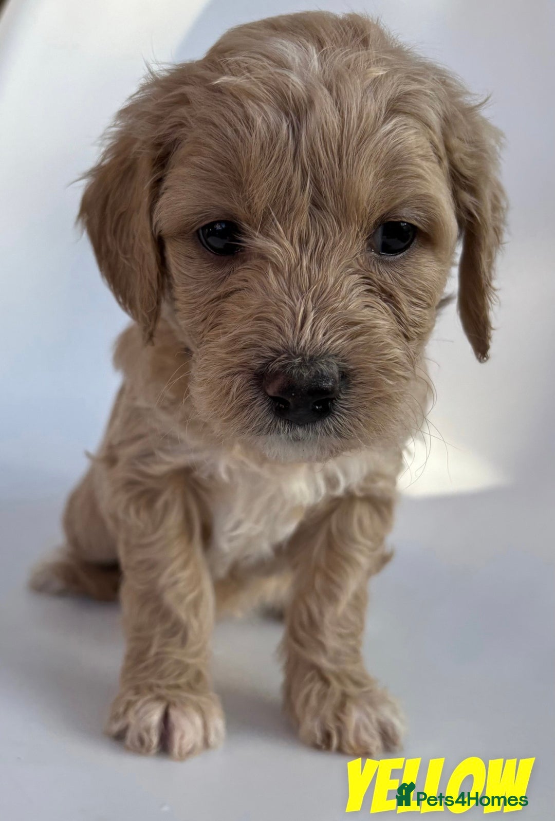 Mixed Breed dogs for sale: Beautiful litter of 10 Golden Doodles  - Image 6