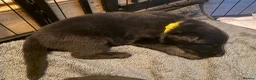 German Shepherd dogs for sale: 11 adorable bouncy German Shepard puppies  - Advert 24