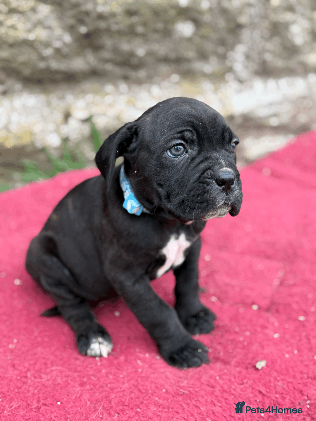 Cane Corso dogs for sale: 9 Beautiful Cane Corso Puppies for sale  - Image 2
