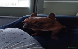 Mixed Breed dogs for sale: 2 and a half year old boy frenchie - Advert 3