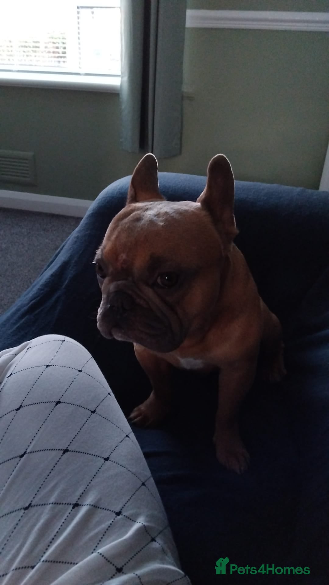 Mixed Breed dogs for sale: 2 and a half year old boy frenchie - Advert 3