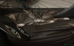 British Shorthair cats for sale: 2 tabbys - Image 3