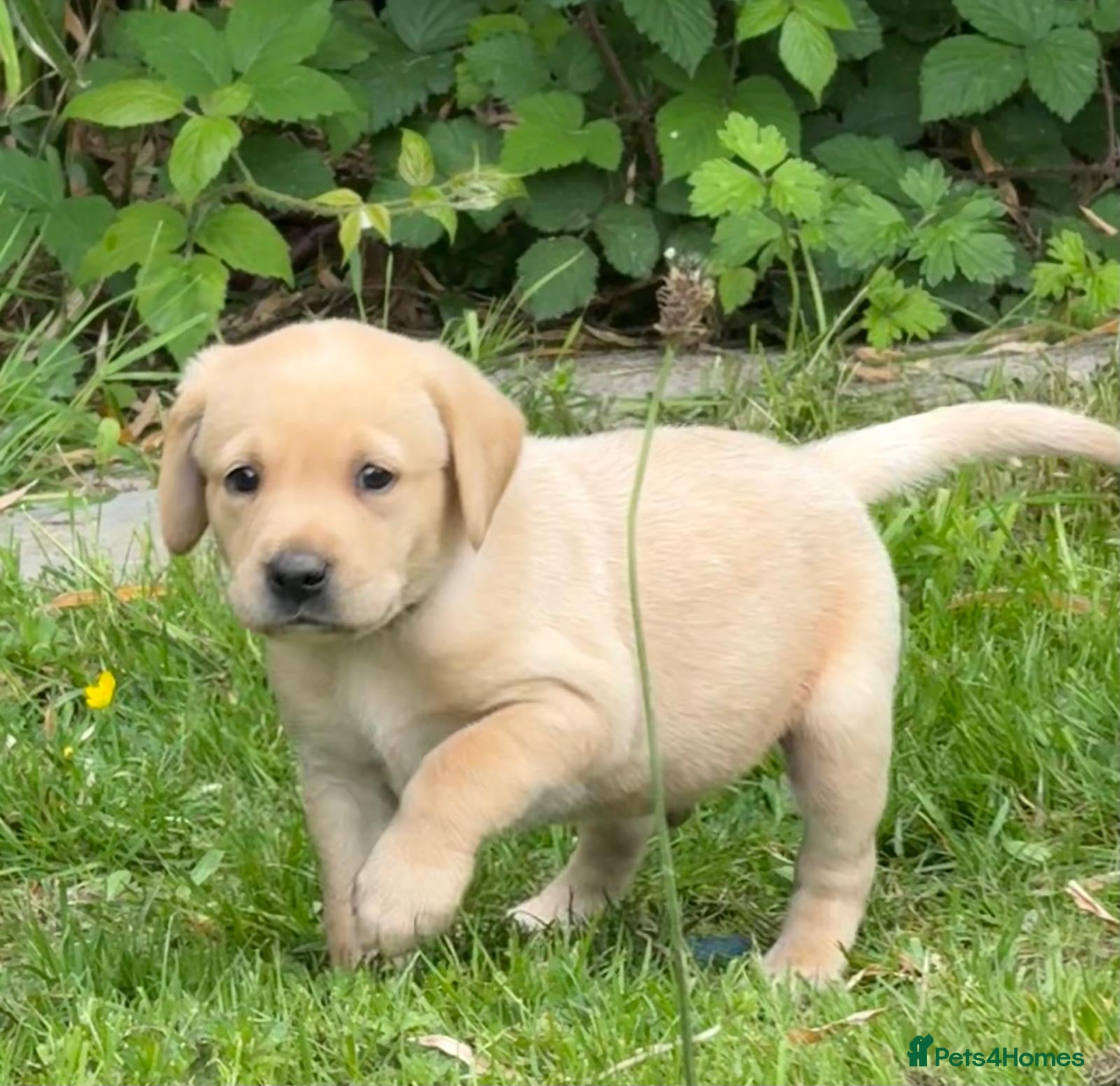 Labrador Retriever dogs LOVELY YELLOW LABRADOR PUPPIES BOY&GIRL AVAILABLE  - Advert 2