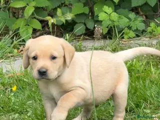 Labrador Retriever dogs LOVELY YELLOW LABRADOR PUPPIES BOY&GIRL AVAILABLE - Advert 2