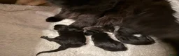 Maine Coon cats for sale: 🐾Tica registered Maine Coon Kittens Available 🐾 - Advert 10