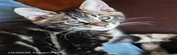 Mixed Breed cats for sale: Stunning 3/4 Maine Coon kittns - Advert 33