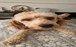 Cockapoo dogs for sale: Cockapoo Needs New Home - Image 3