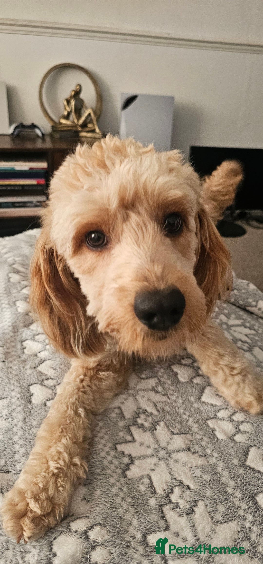 Cockapoo dogs for sale: Cockapoo Needs New Home - Image 3