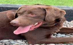 Labrador Retriever dogs for sale: Stunning Rare Coloured Pups Health Tested Parents  - Image 8