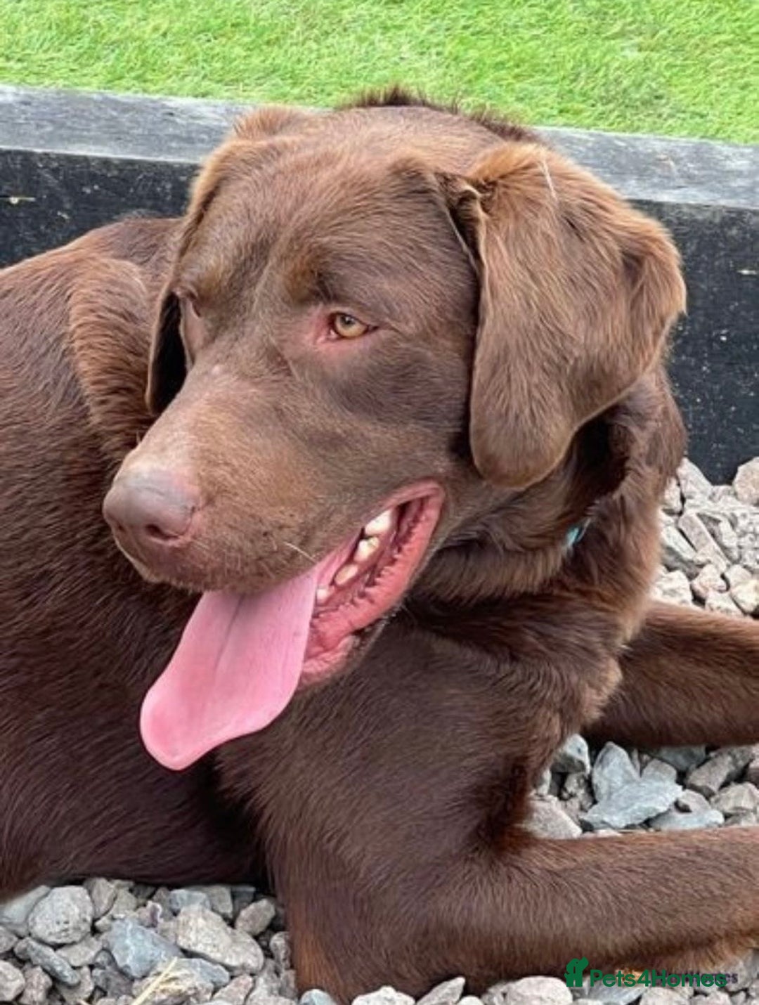 Labrador Retriever dogs for sale: Stunning Rare Coloured Pups Health Tested Parents  - Image 8