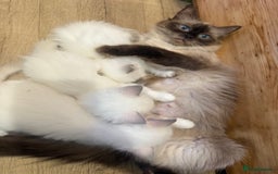 Ragdoll cats for sale: Beautiful litter of Ragdoll baby’s! 🐱🤍🐱 - Image 11
