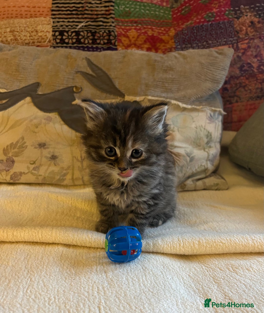 Persian cats for sale: GORGEOUS PERSIAN X KITTENS - Advert 17