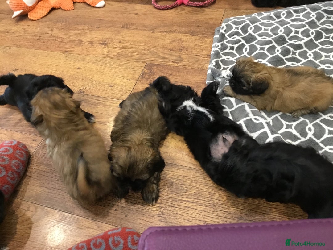 Shih Tzu dogs for sale: Tiny Imperial Shihtzu  Puppies  - Image 13