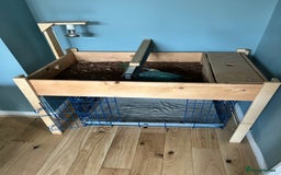 Tortoise reptiles for sale: Tortoise with set up - Image 1