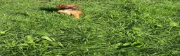 Mixed Breed dogs for sale: Miniature Rhodesian cross pups - Advert 7
