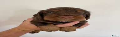 Cocker Spaniel 3