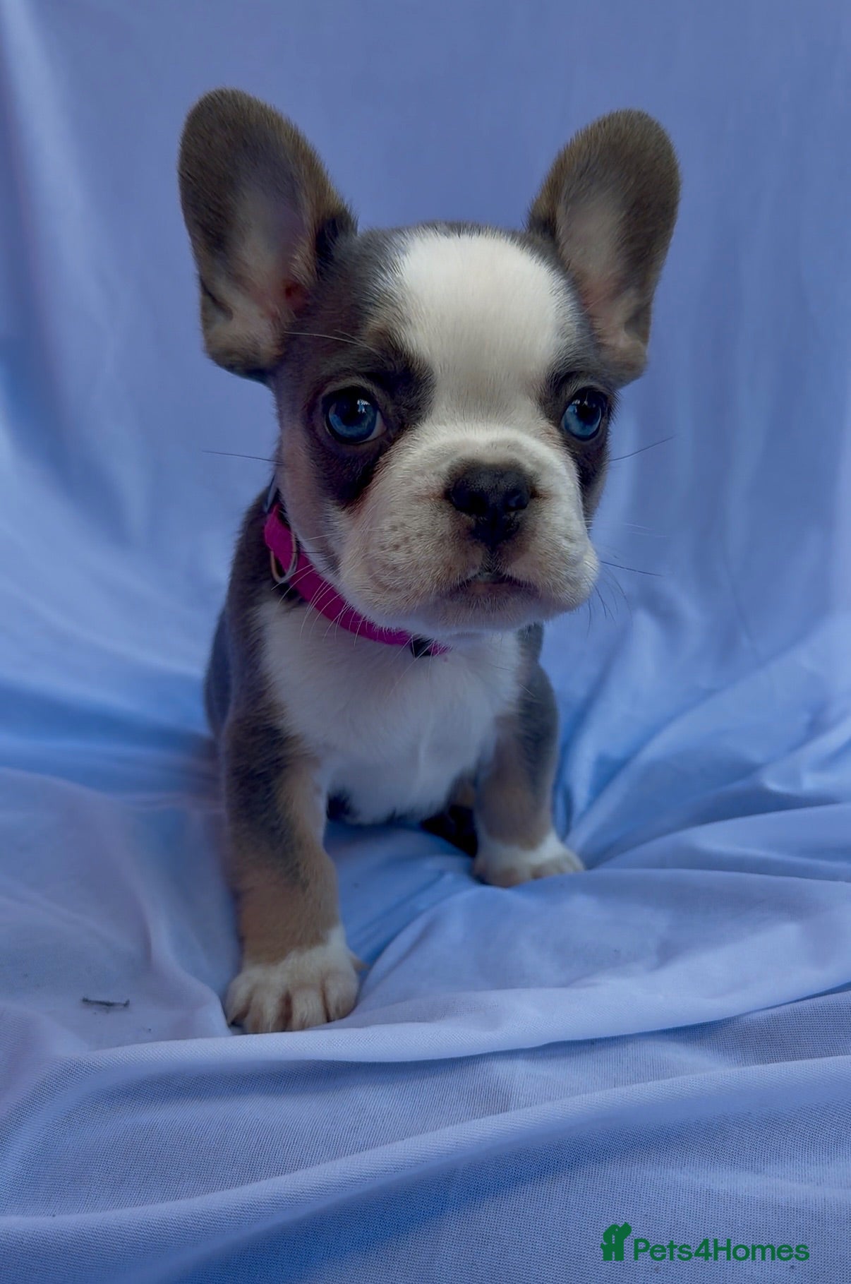 French Bulldog dogs FRENCH BULLDOGS (FLUFFY & SHORT HAIRED) - Advert 10