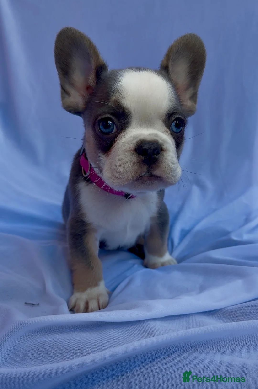 French Bulldog dogs for sale: FRENCH BULLDOGS (FLUFFY & SHORT HAIRED) - Advert 1