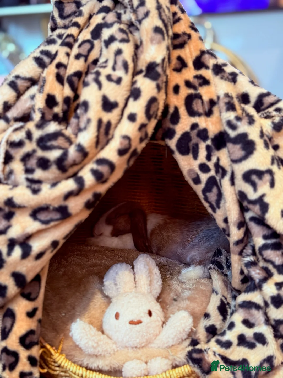 Netherland Dwarf rabbits for sale: Urgent rehoming. Young Netherland dwarf+ mini lop - Advert 4