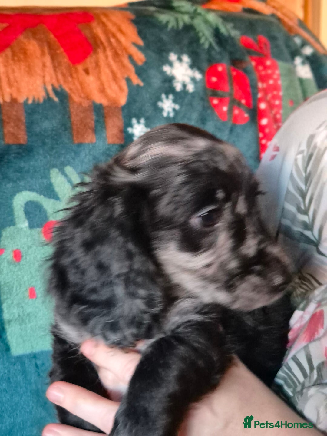 Mixed Breed dogs for sale: Dashalier puppies  - Advert 7