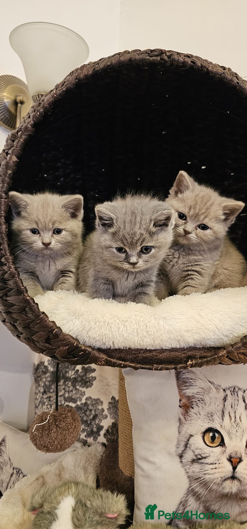 British Shorthair cats Cute British Shorthair Kittens for Sale - Advert 1